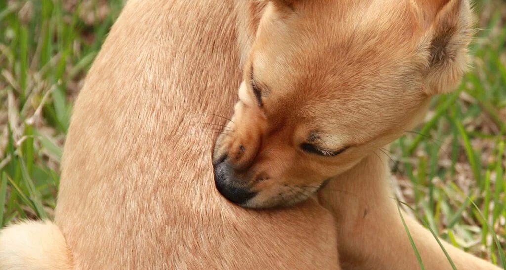 Una misteriosa enfermedad respiratoria afecta a perros en EEUU: ¿Cómo proteger a tu mascota?