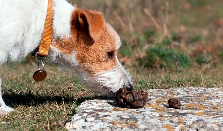 Coprofagia en perros: causas, prevención y tratamiento