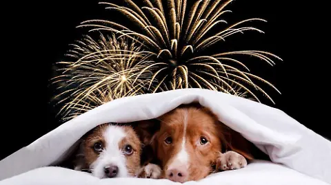 Cómo proteger a perros y gatos del miedo a los fuegos artificiales