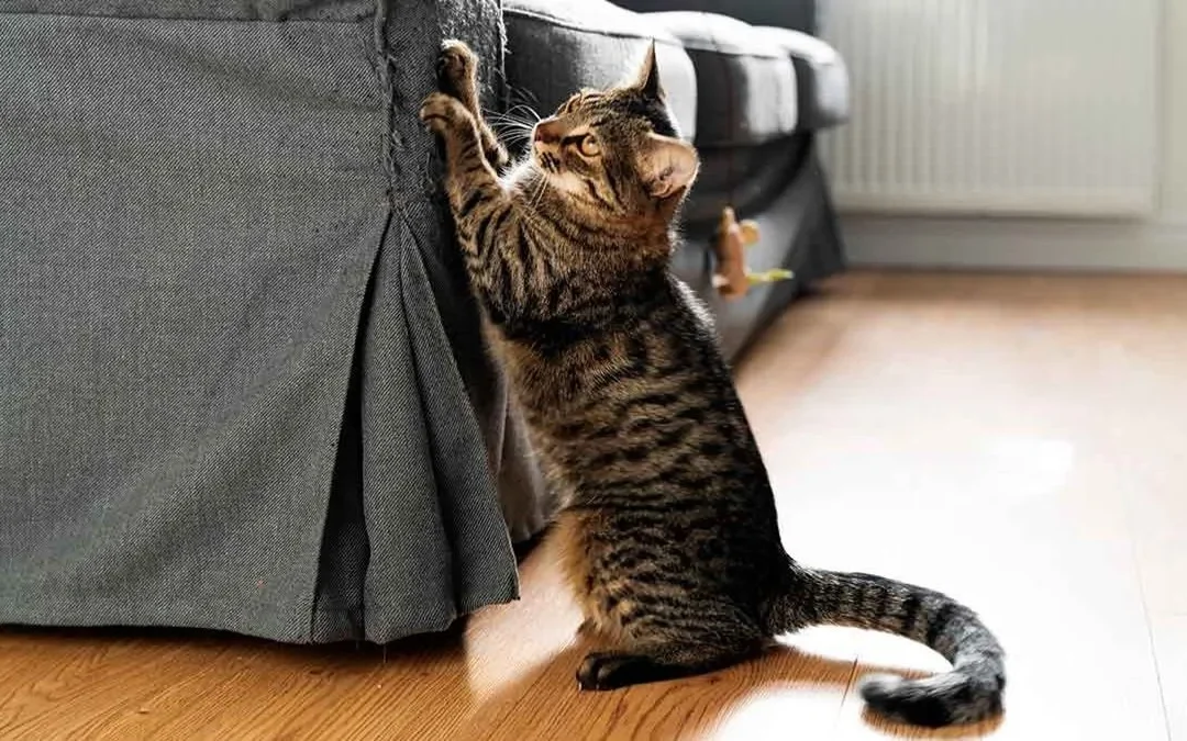 Cómo evitar que los gatos arañen los muebles