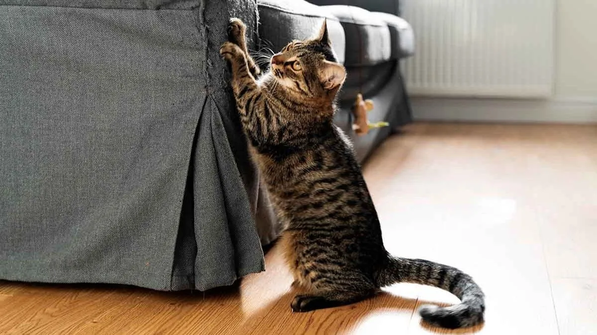 Cómo evitar que los gatos arañen los muebles