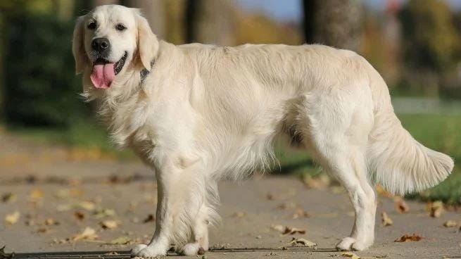 Juegos y consejos para perros ancianos