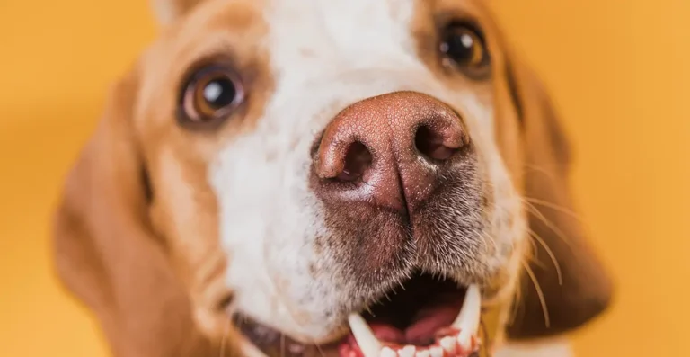 Las increíbles habilidades de los perros: Olfato, comunicación y más