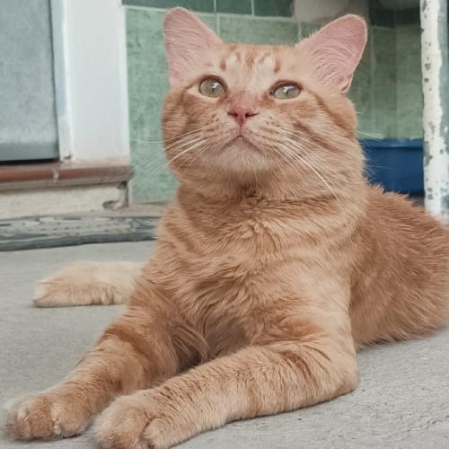 Leoncito el gato explorador