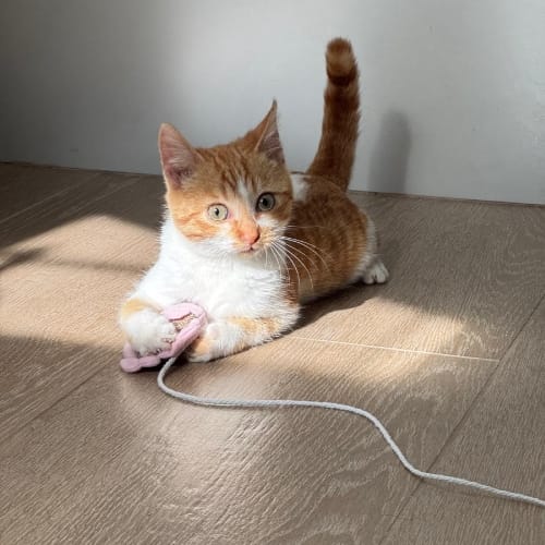 mango un gato sumiso