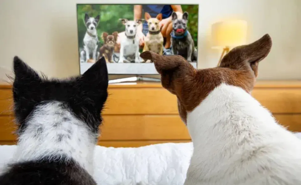 ¿Cómo la TV Ayuda a evaluar la salud visual de los perros?