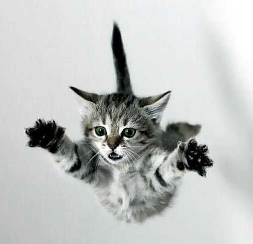 ¿Por qué los gatos siempre caen de pie? El secreto detrás de su asombrosa habilidad 