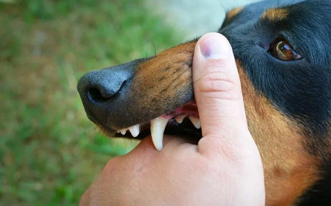 ¿Qué hacer si tu perro te muerde por accidente? Consejos prácticos para prevenir y actuar correctamente