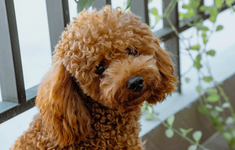 ¿Cómo se mide la inteligencia en los perros? Descubre qué tan listo es tu mejor amigo