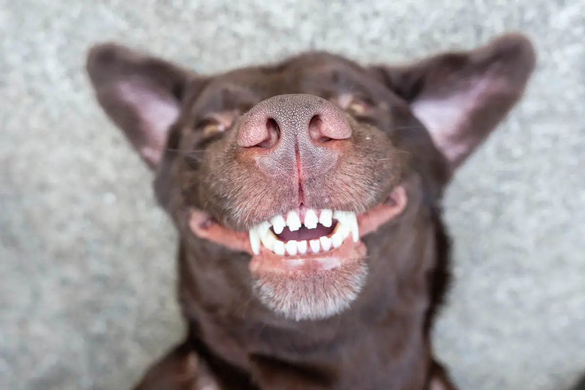 Mal alientos en los perros, como cuidar los dientes de tu mascota