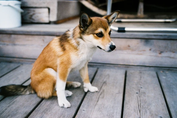 Perros con mutaciones sorprendentes: Razas que no ladran y perros con seis dedos