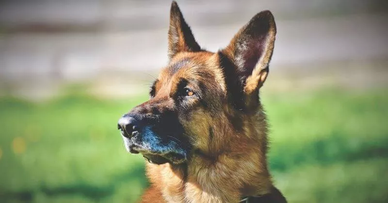 Kahu y la tenencia responsable de mascotas: Más que un dueño, un guardián