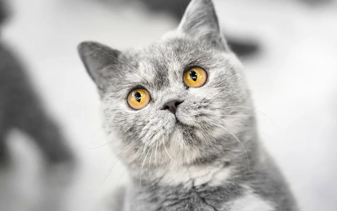 Retratos de gatos a lo largo de la historia: Cómo se representaban antes de la fotografía