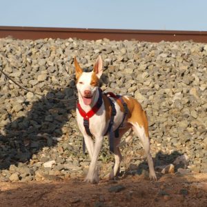 Lia, una perra dulce y muy especial en adopción
