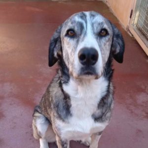 Vesta, una perra noble y muy tranquila en adopción