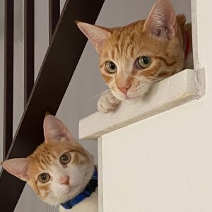 Finki y Yino, gatos adultos inseparables en adopción