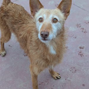 Vieji, perro mestizo senior sociable y cariñoso en adopción