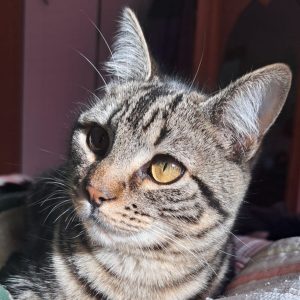 Smelly, gato común europeo joven y juguetón en adopción