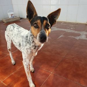 Cody, perro mestizo noble y muy sociable en adopción responsable