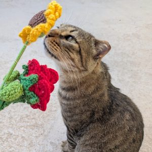 Duque, gato adulto atigrado y muy cariñoso en adopción responsable